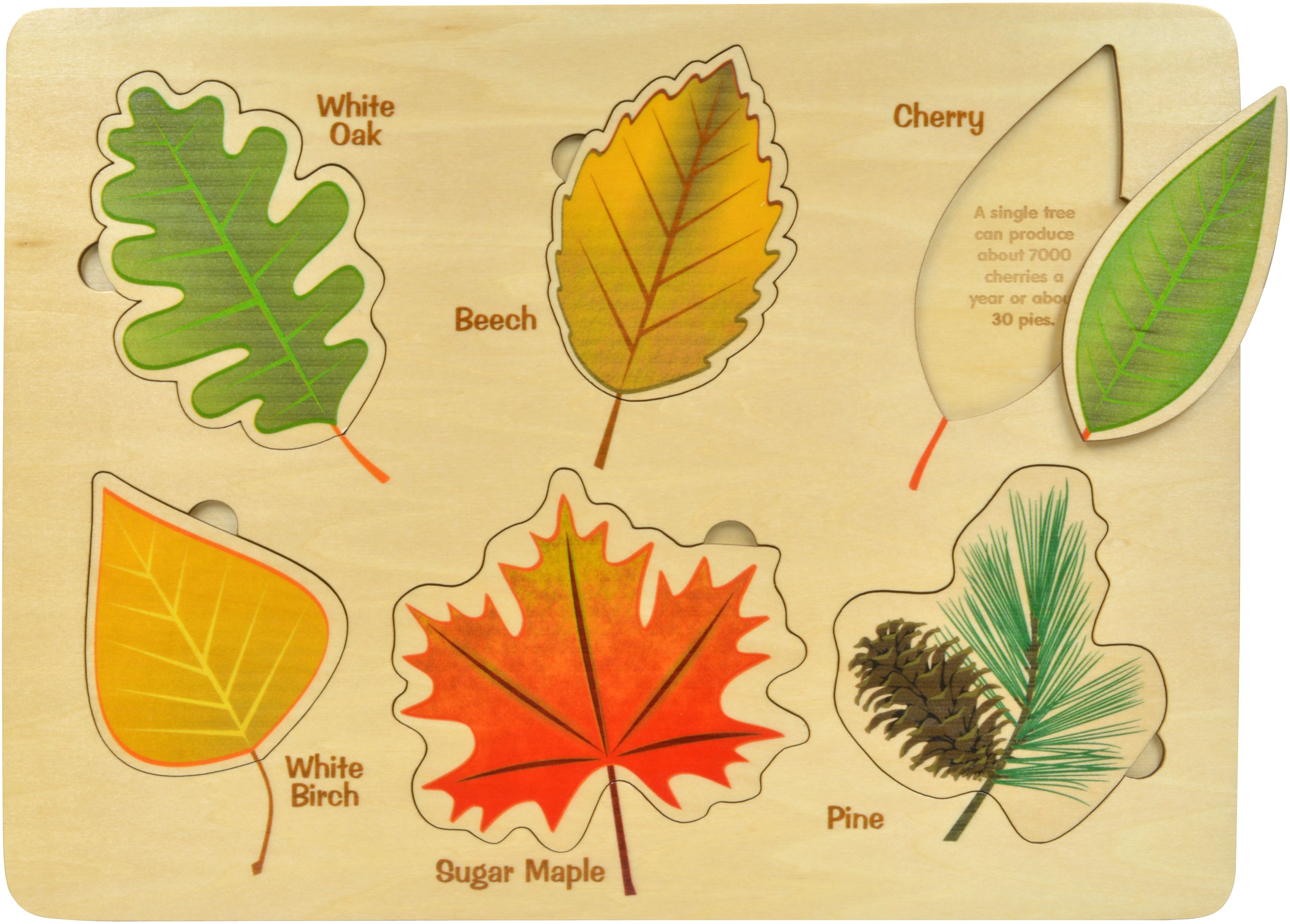 Learn about leaves
