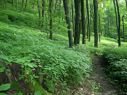 A path in the woods